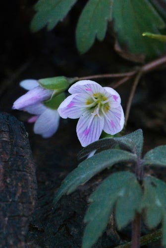 A small cluster of white buds and one five-petaled open flower with bright magenta veins set against the dark forest floor and the leaves of another plant (Water leaf).