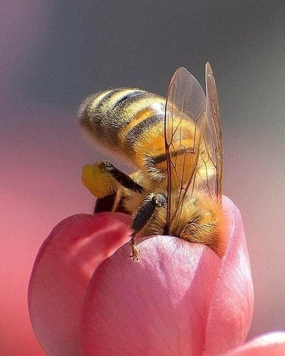 Bee with its head in a flower. Probably telling it deep dark secrets or how it invested in crypto. The flower seems bored, like "STFU about Crypto".