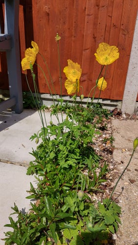 A photo of a series of yellow poppies standing about 30cm tall with healthy green leaves. They're growing in a patch of gravel between 2 paved areas. There is a brown fence behind them that illuminates the yellow in the petals.