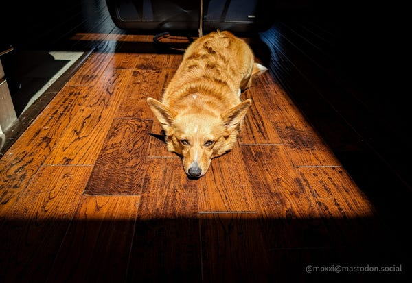 moxxi the corgi is laying flat on the wooden floor next to a blue couch. she's right in the middle of the square of sunlight from the skylight.