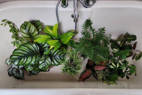 Several plants in a bath tub