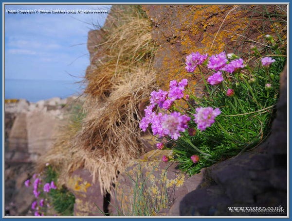 A patch of bright pink sea thrift to the right of the image, their leaves a deep satisfying green, against brown dried grass and rocks. The sea is visible blurred to the background left of the image