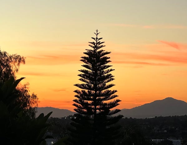 Silhouette of a not-a-conifer tree against a vibrant sunset sky with orange and pink clouds, with mountains in the background.