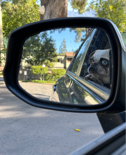 sandy colored pug, with one brown eye and one blue eye, in passenger side of the car looking into the side mirror.