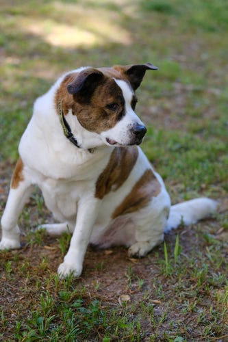 A white and brown dog sitting on the ground in his yard, with his head turned to his left