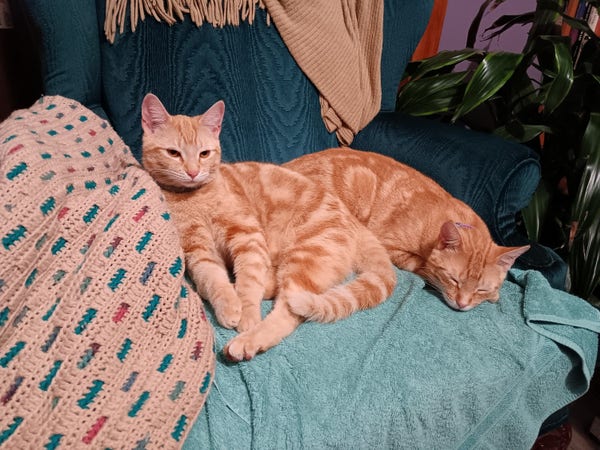 Two orange tabby cats in a dark teal wingback chair with tan afghan on the arm.