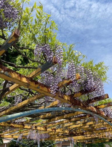 This is a photo of wisteria flowers blooming on a rusty iron wisteria trellis in the park. Saturday noon in Japan.
Many of the flowers are a mixture of light purple and white, hanging from the top like bunches of grapes.
