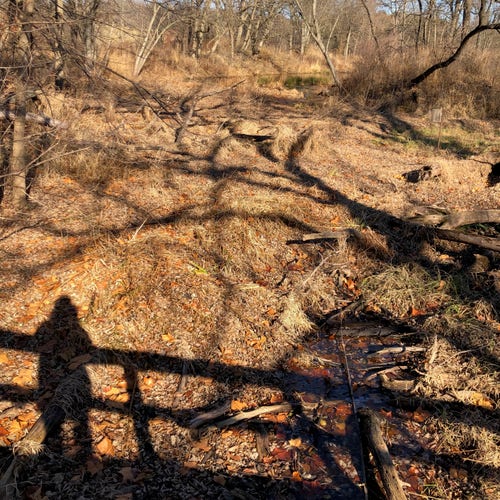 Brown, sunlit winter grass surrounded by bits of leafless limbs on the left and the right. In the distance, the water of a small river, with trees on the far shore. Angled across the bottom, moving down from left to right, the gridded shadow of a bridge rail and, on the left, the shadow of the photographer standing behind the rail.