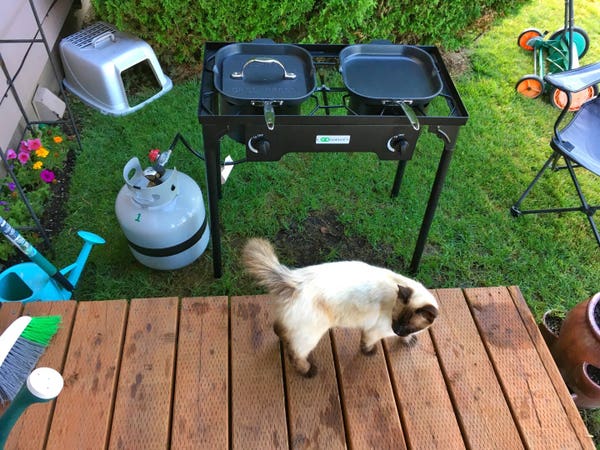 Mushu the Himalayan kitty, out on the wooden deck near a propane stove, he looks off into the distance