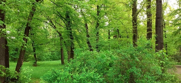 Viele Bäume mit frischen hellgrünen Blättern auf einer saftig grünen Wiese mit Büschen, die auch viele hellgrüne Blätter haben.
Am rechten Bildrand ist ein gräulich-brauner Weg zu erkennen.