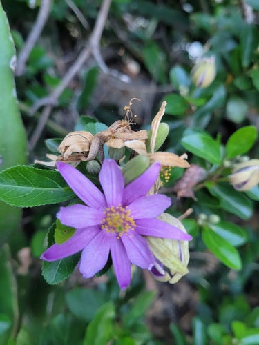 Tree with a purple flower and small green leaves