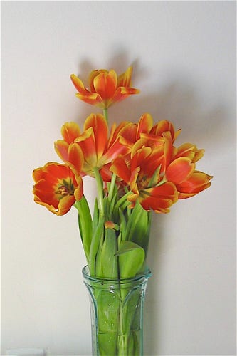 A vase filled with glowing tulips…in shades of deep buttercup-yellow and sunset-oranges..