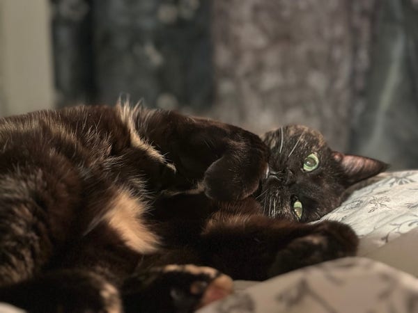 Doris, a tortoiseshell cat, lying on her side on a bedspread, looking at the camera, her front paws curled