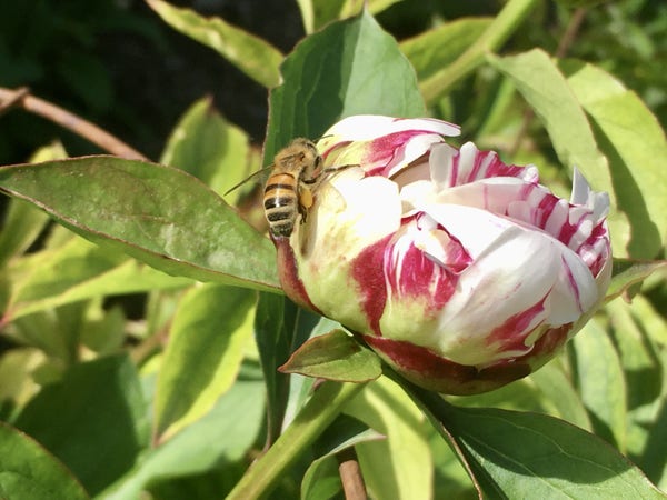 Une abeille sur un bouton de pivoine blanc et fuchsia légèrement entrouvert. 