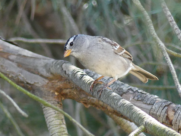 Just a white crowned sparrow up in the pine enjoying the beautiful day and making his rounds telling his friends goodbye, one of the last remaining sparrows