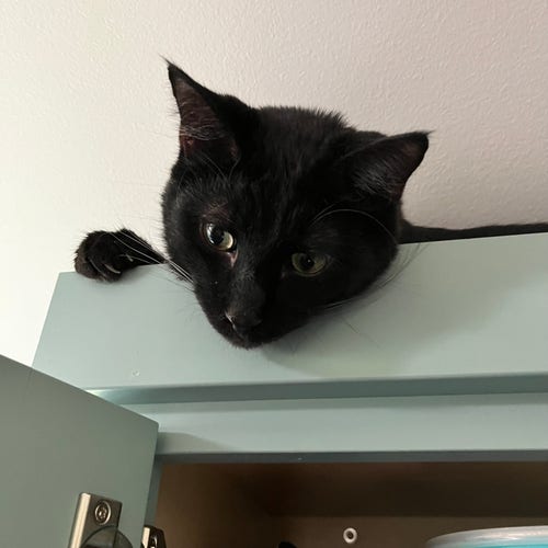 a black cat hangs his head and right paw over the top edge of a high kitchen cabinet. This is a close-up, so we don't see much of the cabinet