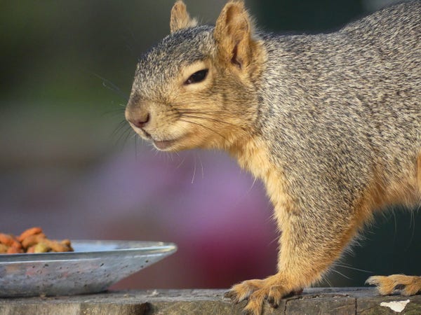 A female squirrel narrows her eyes at the joke she thinks I’m playing when she finds only kibble for a snack on top of the sawhorse