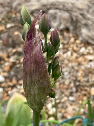 Outside, daytime. A striped purple honey garlic floret capsule has split on the right side, the tiny floret buds escaping. Gravel area out of focus in the background. 