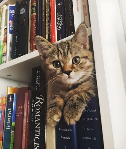 Kitty on bookshelf looking at you because literacy is COOL.