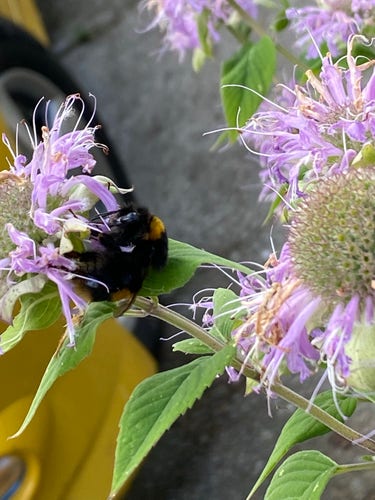 A bumblebee on purple wildflowers with green leaves.