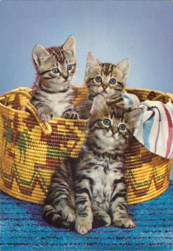 Three gray tabbys with blue eyes. Two are in a woven native american basket. 