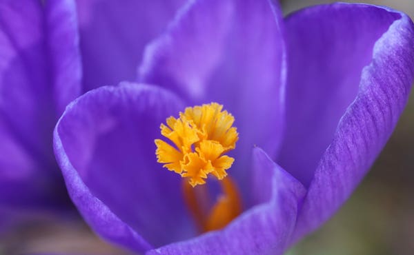 Close up photograph of an open purple blue flower with yellow centre. The petals have fine darker lines and the edges are blue. A blurry background of  green and other purple petals. The photographer was blessed with incredible light and had no edit at all to do, except a little cropping.