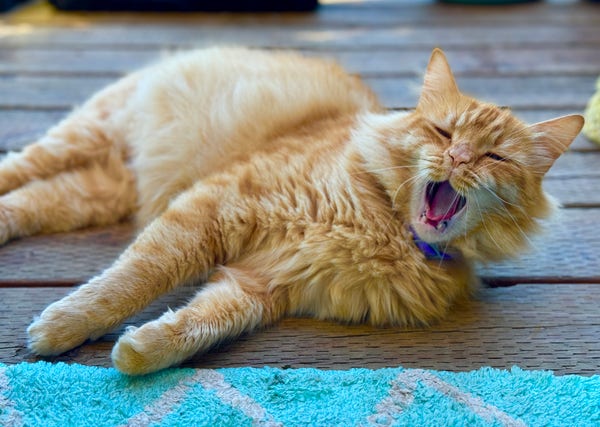 Fluffybutt the big orange kitty has a nice yawn