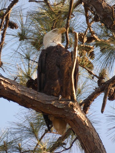 Bald eagle in a pine tree gazing into the distance towards the setting sun. The head is turned slightly giving a profile view of the  head. One claw can be seen gripping the branch. 