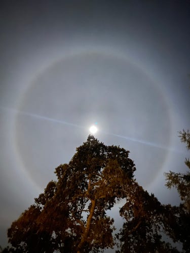 The moon peaking above a tree with a cloud halo