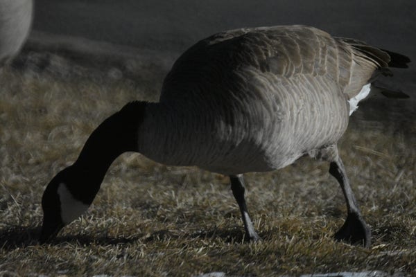 A photo of a large gray bird with a dark head pecking the ground; a duck or a goose or smth