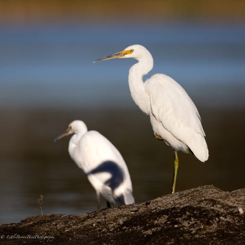 The picture shows 2 little egrets.  The bird closer to the camera is in sharp focus and is casting a shadow of it's head onto the white, poorly focussed bird to the left and further from the camera