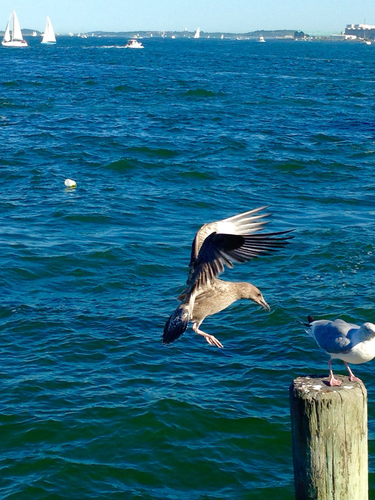 Birds fighting for a spot on the pier on a super clear summer day with boats sailing and near islands across the water. 