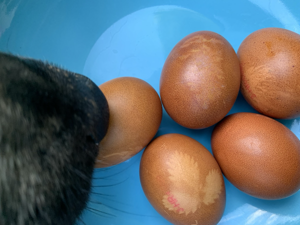 5 reddish eggs with lighter pattern of strawberry leaf or flower, & snout of a dog 