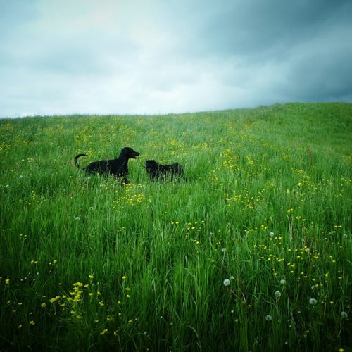 deux silhouettes de chiens noirs qui s'ébattent l'un près de l'autre dans une prairie de hautes herbes vertes parsemées de points jaunes, ciel blanc-bleu dans le tiers supérieur de l'image