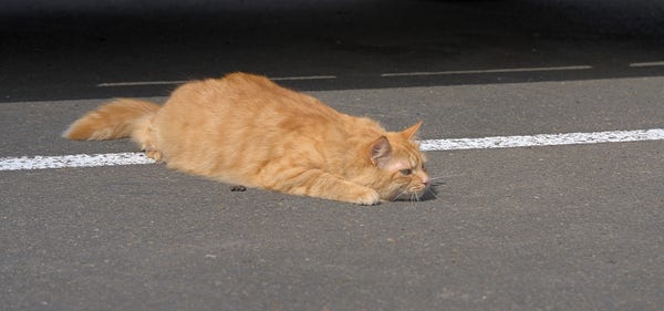 Fluffybutt the big orange kitty is hiding (?) carefully in the pavement by activating blob mode