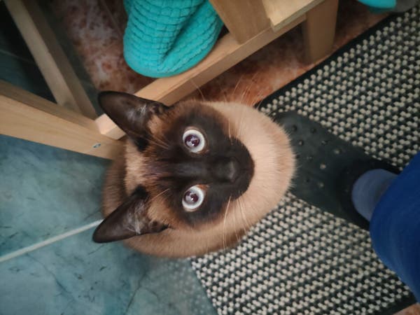 Close shot of a siamese cat staring at me while I'm on the throne.