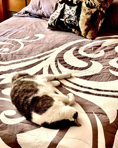 A grey and white cat lying on a grey and white bedspread 
