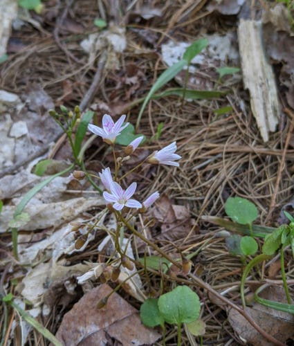 Photo of a pink/purple spring beauty flower sprouting from the forest ground.