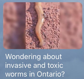 Clickbait headline says “Wondering about invasive and toxic worms in Ontario?”