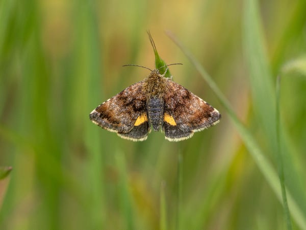 A small moth with grey and brown upper wings and black underwings with yellow marks, resting on a grass flower in a meadow.