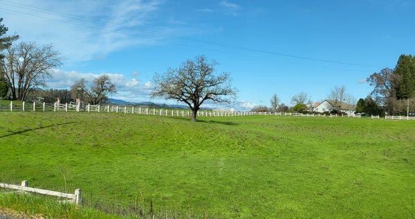 I gently sloping green field with a white fence has a large tree in the middle.