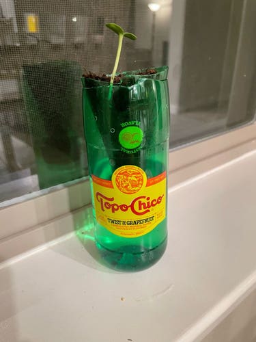 Topo-Chico water bottle remade into a planter for a sunflower.