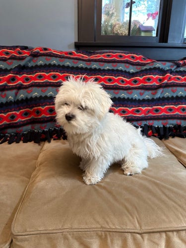A small white Maltese pup. His hair is quite long and fuzzy. It’s hard for him to see through the hair over his eyes. He sits on a brown couch with a multicolored blanket strewn over its back.