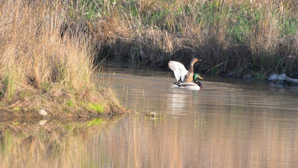 2 malllard ducks, having just concluded mating. The male swims in front and the female flaps her wings.