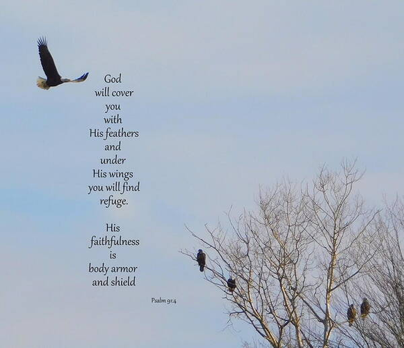 A photograph of a an eagle flying over a tree where another eagle is perched.  The bible verse "God will cover you with his feathers and under his wings you will find refuge.  His faithfulness is body armor and shield" accompanies the image.