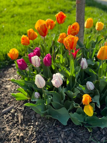 A collection of different colored tulips planted at the base of a tree. They range from white to purple to orange and are variegated, so many shades of yellow and red are visible. They are glowing in the sun. 