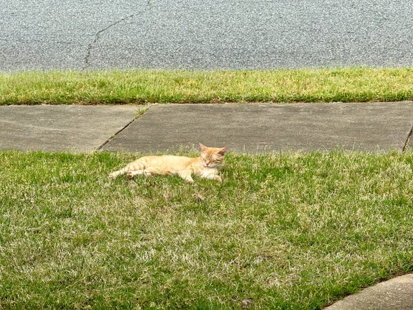 A cream colored tabby cat is relaxing on the grass. 