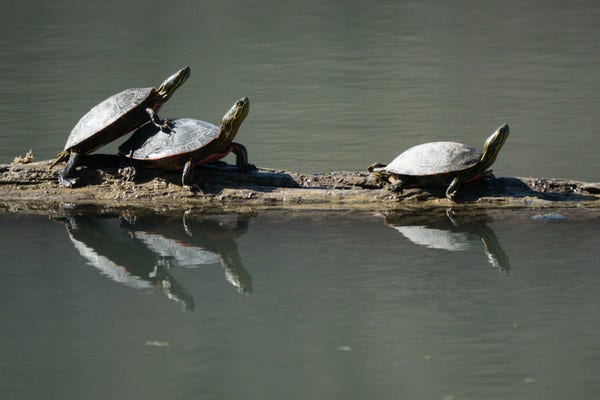 Three Painted Turtles basking on a floating log.