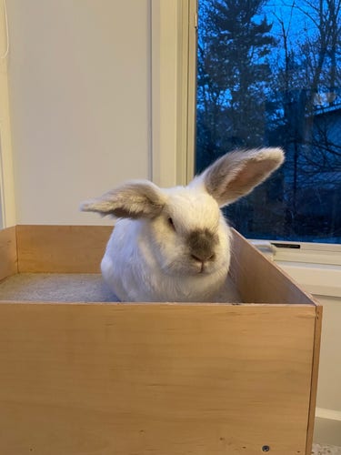 Chuck the bunny on the top floor of his wooden play house