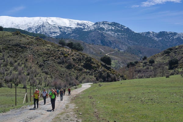 A group of hikers walks along a broad path. Lots of greenery to the right. At the back rise the snow covered Sierra Nevada mountains of Spain